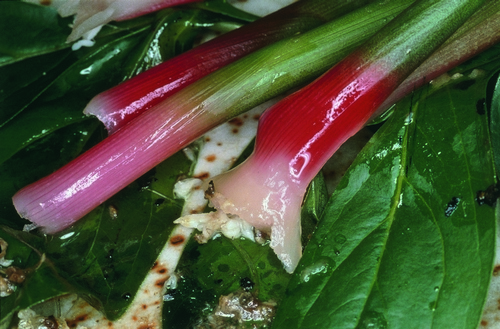 Nobuyoshi Araki, Banquet, 1993, stampa a sviluppo cromogeno Courtesy l’artista e Yoshiko Isshiki Office, Tokyo Nobuyoshi Araki, Banquet, 1993, stampa a sviluppo cromogeno Courtesy l’artista e Yoshiko Isshiki Office, Tokyo