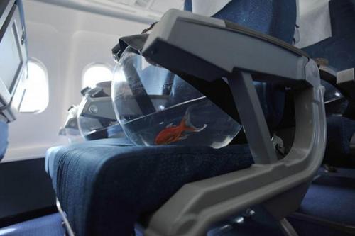 Paola Pivi, I wish I am fish, 2009 Paola Pivi, I wish I am fish, 2009