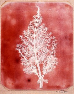 Henry Fox Talbot, Disegno fotogenico di una felce, 1839